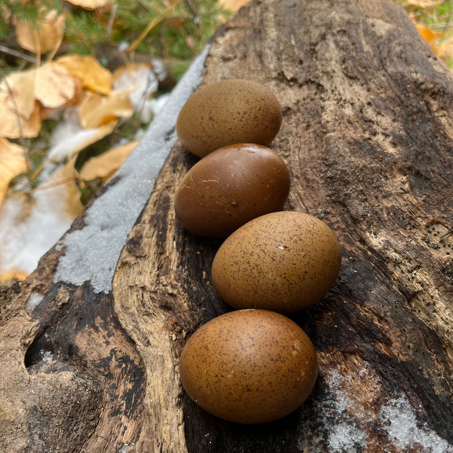 Backcross Olive Egger Hatching Eggs | One Dozen