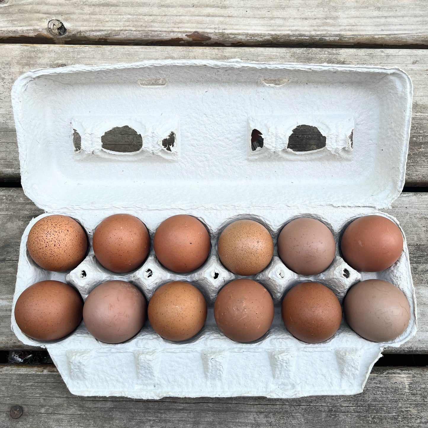 Crele Penedesenca | Hatching Eggs | One Dozen