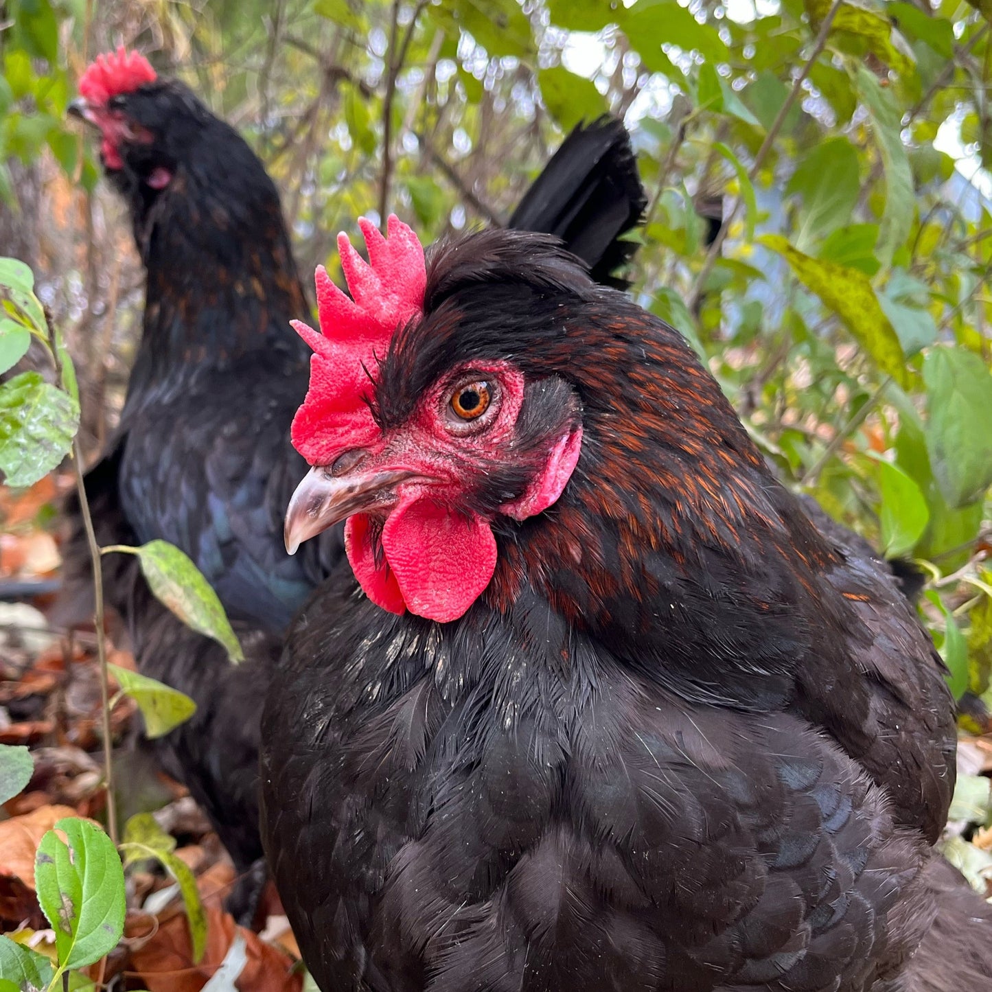 F1 Olive Egger | Day-Old Pullet