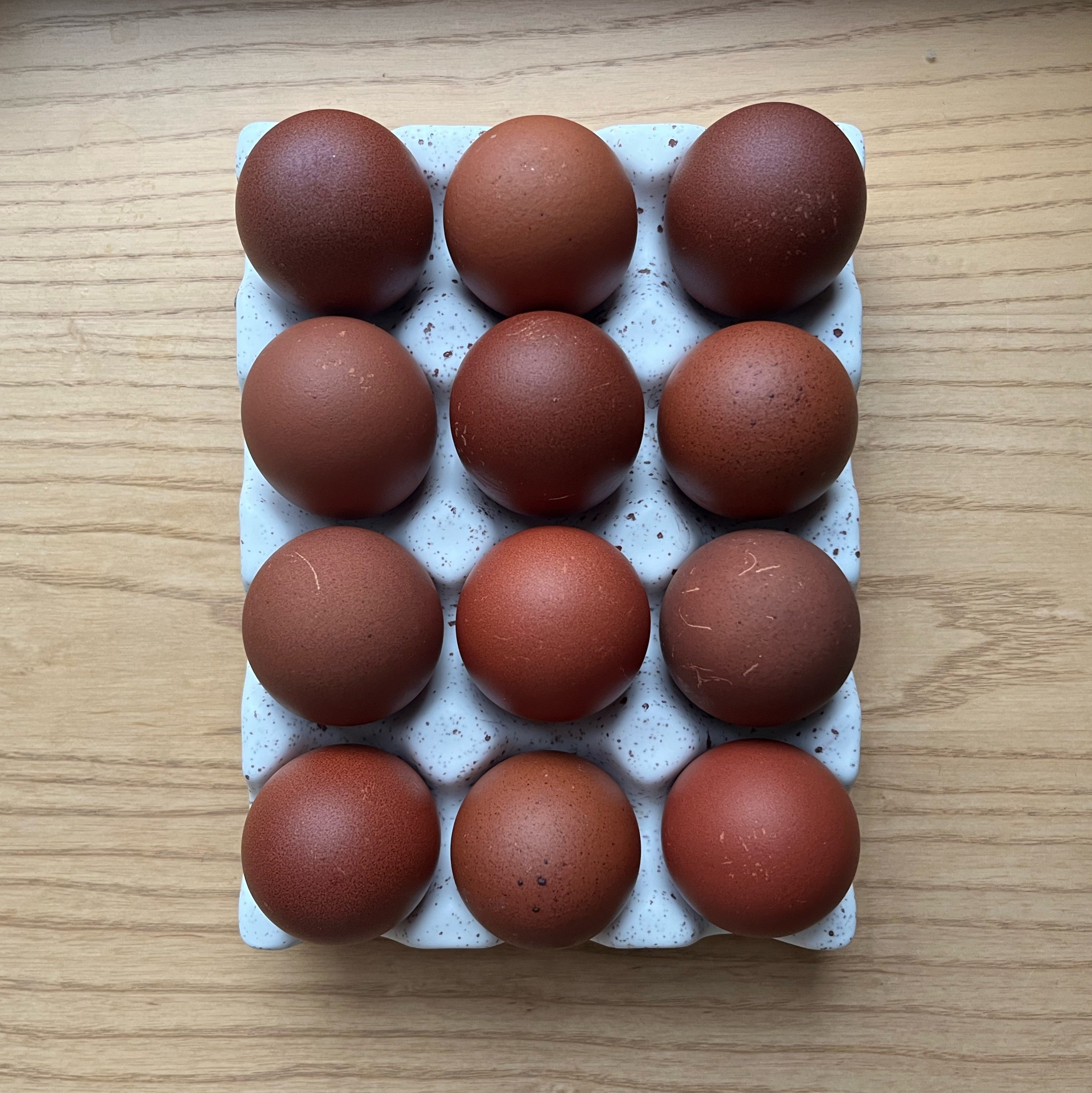 Chocolate Egger Pullet Sad Scientist Farm Minnesota