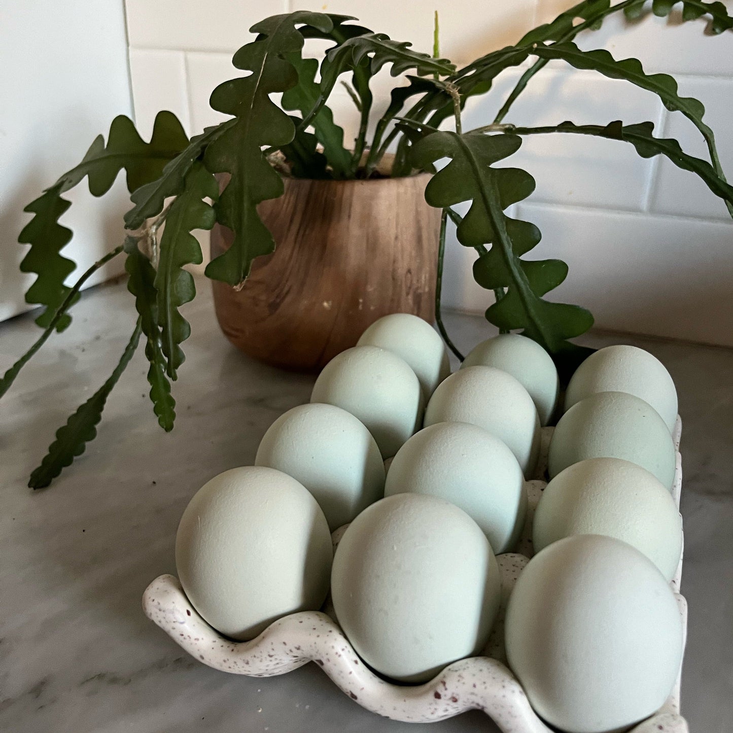 Ermine Ameraucana Hatching Eggs | One Dozen