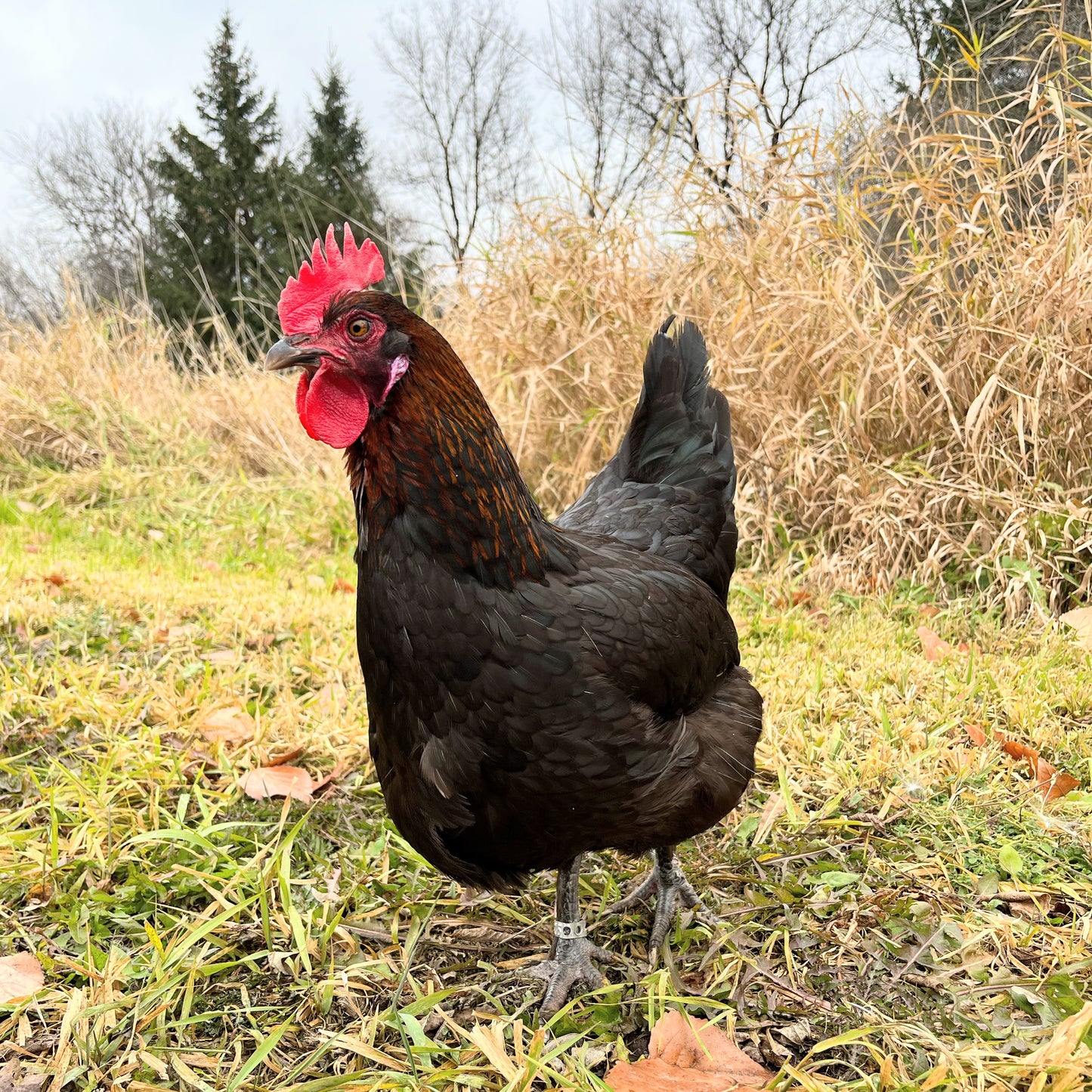 Chocolate Egger | Day-Old Pullet