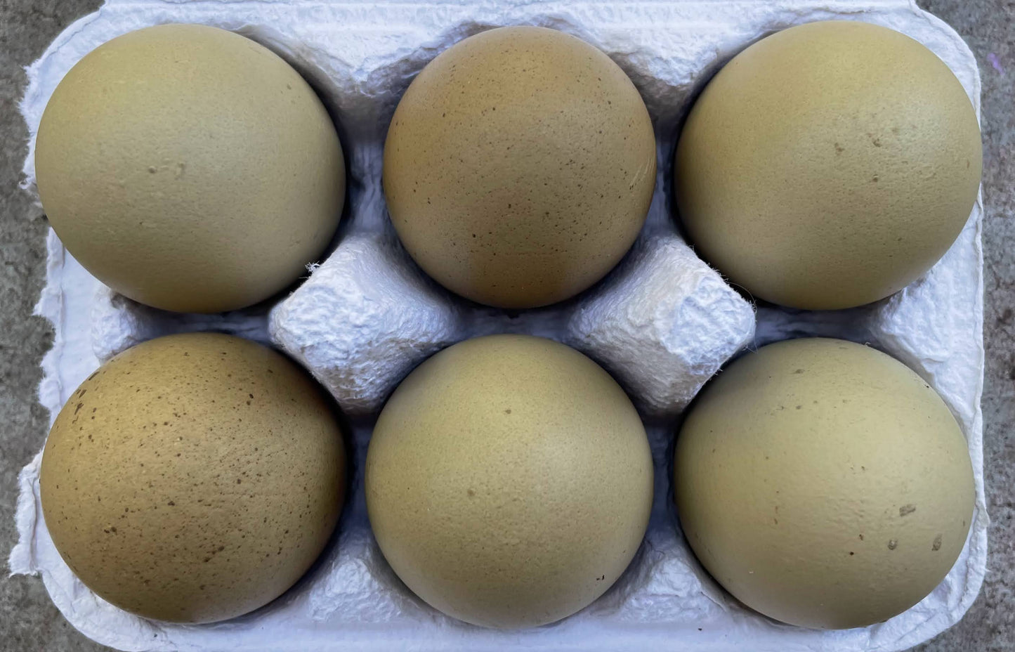 F1 Olive Egger | Day-Old Pullet