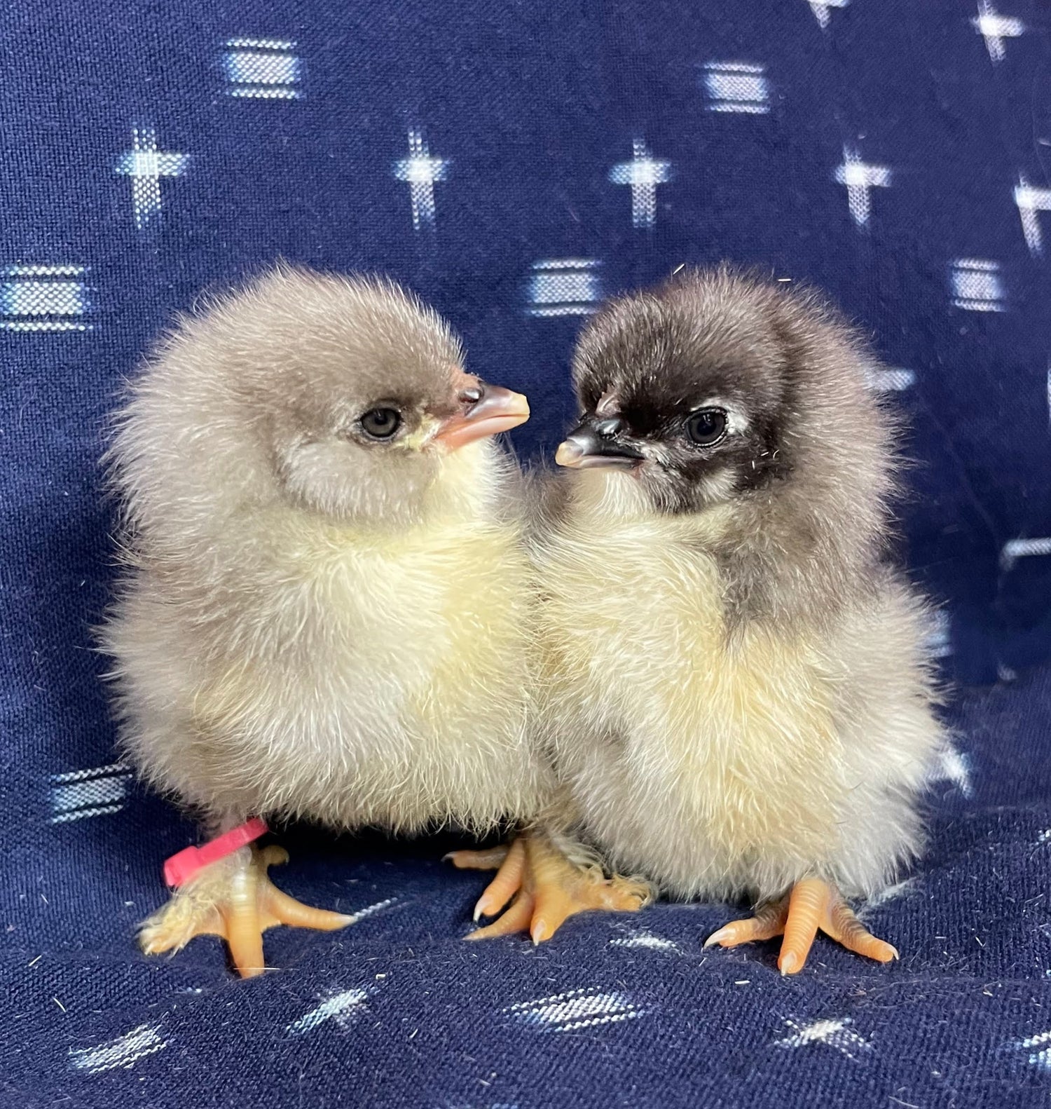 Day-Old Chicks