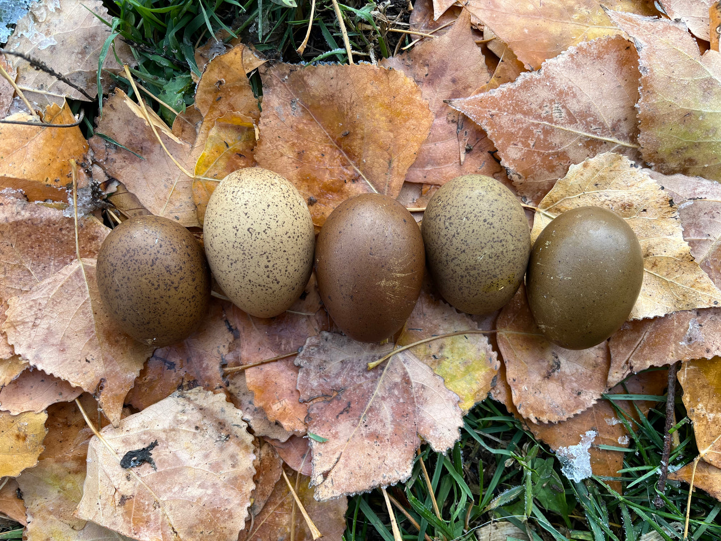 Backcross Olive Egger | Hatching Eggs | One Dozen