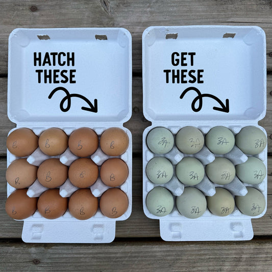 Production Green Egg Layer Hatching Eggs | One Dozen