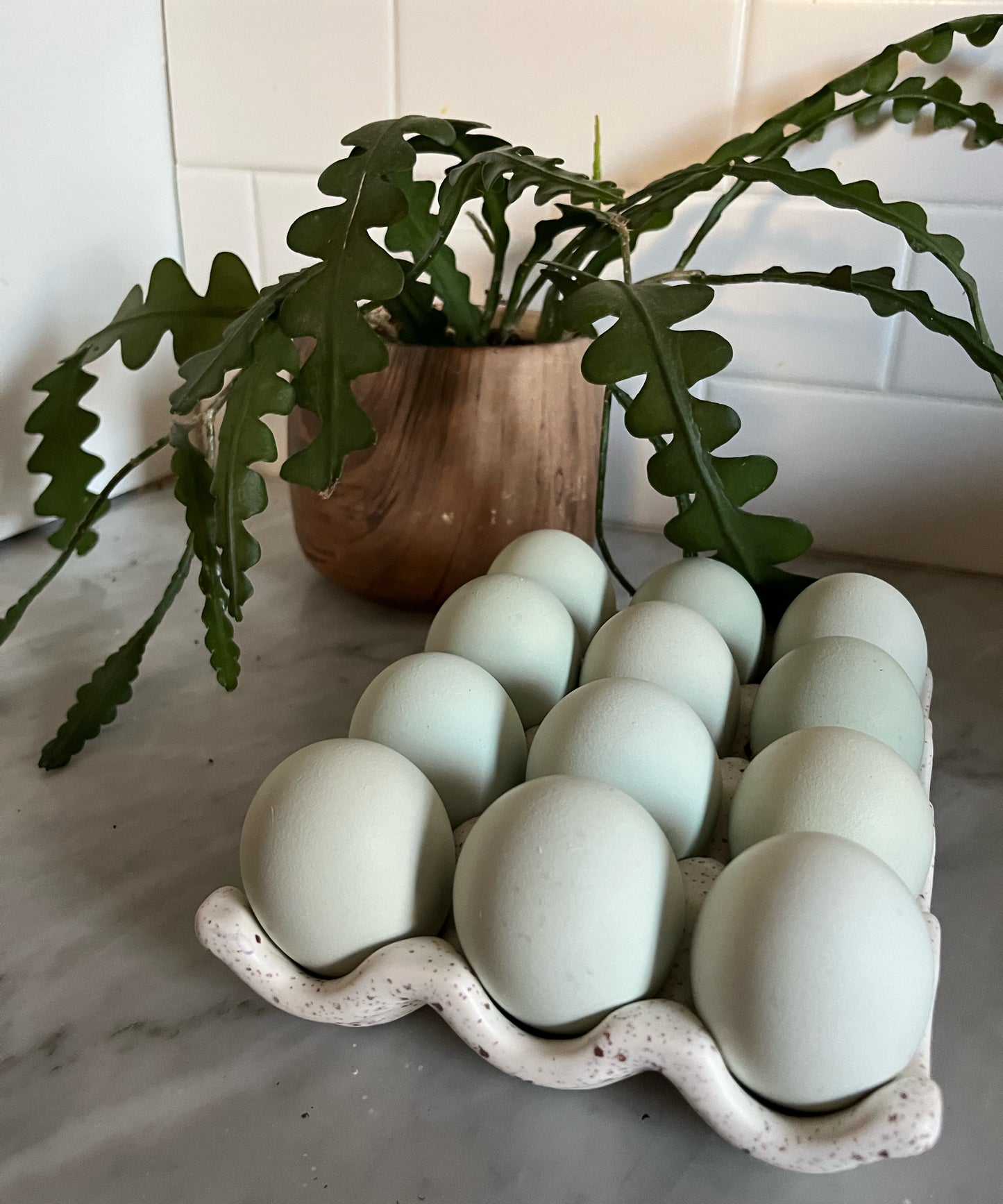 Erminette (Ermine) Ameraucana | Hatching Eggs | One Dozen