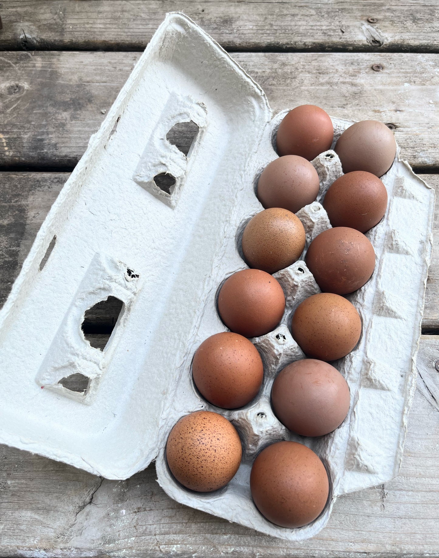 Crele Penedesenca | Hatching Eggs | One Dozen