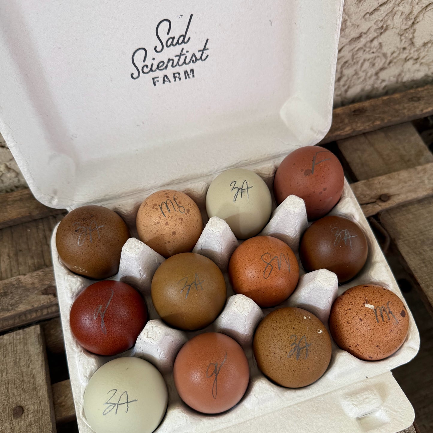 Rainbow Mix Hatching Eggs | One Dozen