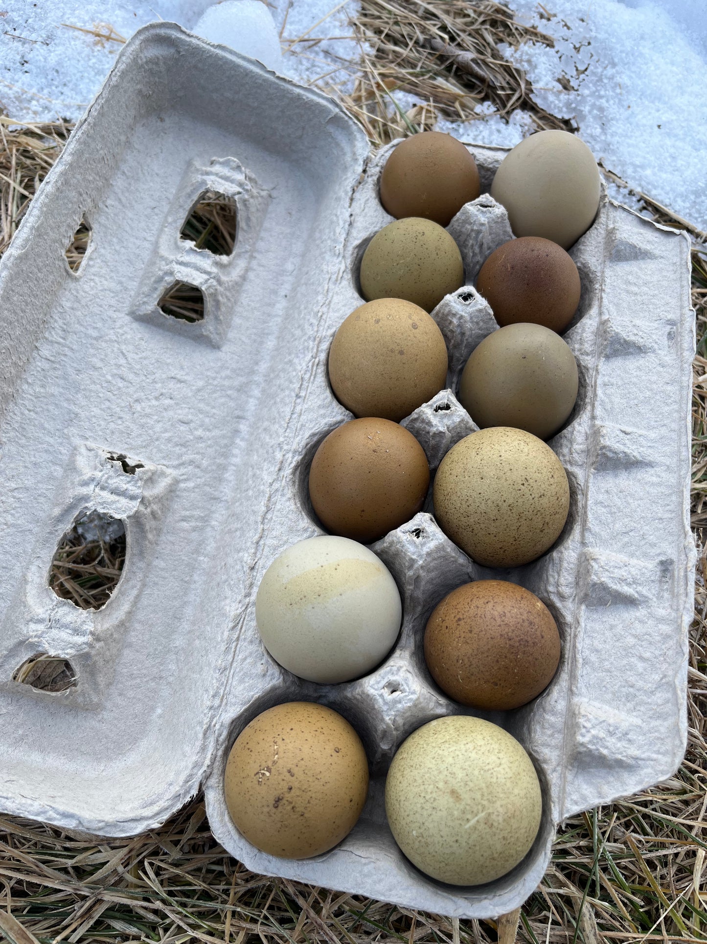 Backcross Olive Egger | Hatching Eggs | One Dozen