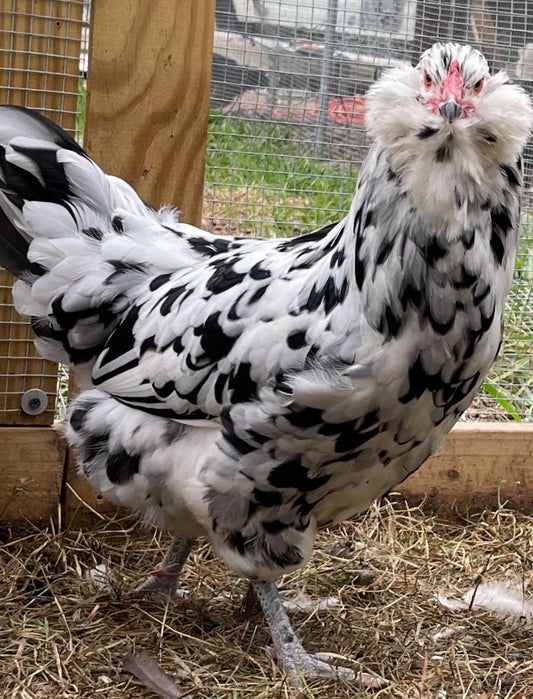 Ermine Ameraucana | Straight Run