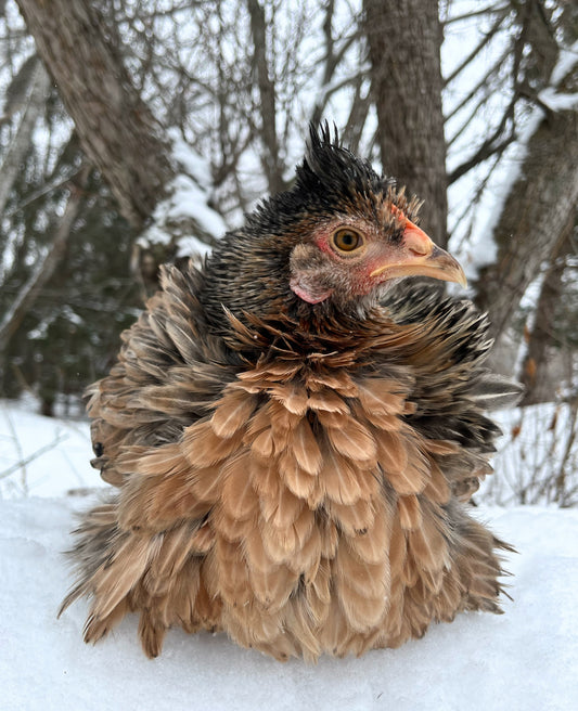 Frizzled Easter Egger | Day-Old Pullet