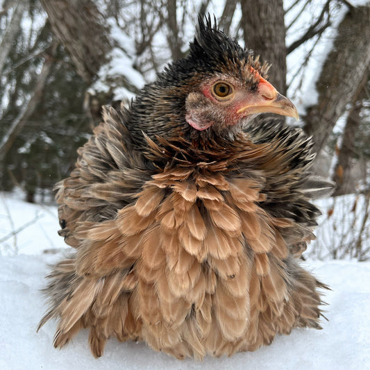 Frizzled Easter Egger | Day-Old Pullet