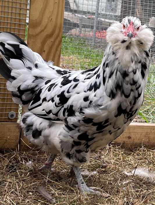 Ermine Ameraucana Hatching Eggs | One Dozen